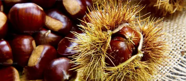Marroni Del Monfenera