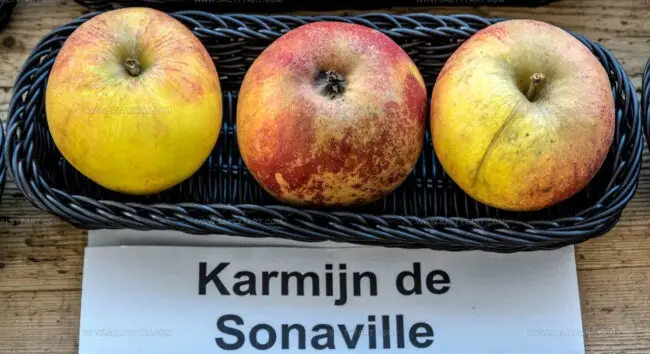 Karmijn De Sonnaville