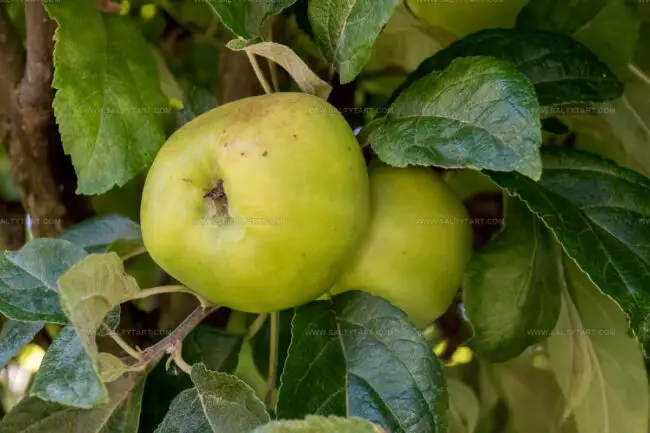 Grenadier Apples
