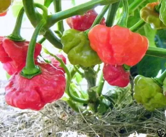 Ocotillo Pepper