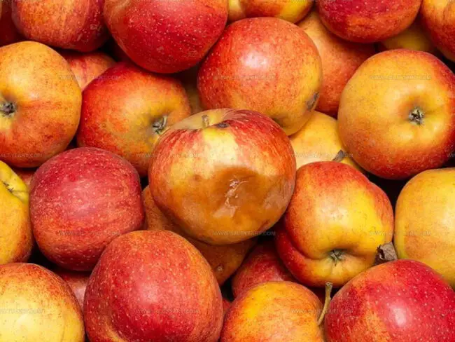 How to Pick Fresh Apples