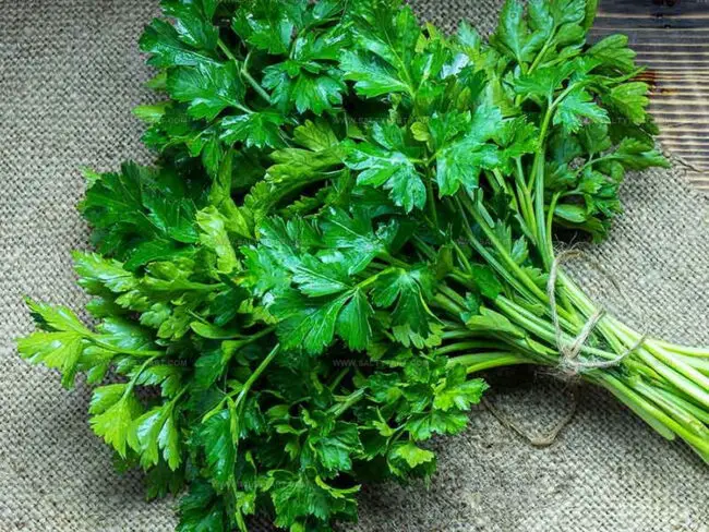 Parsley: A Full Guide