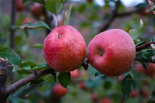 Kingston Black Apples