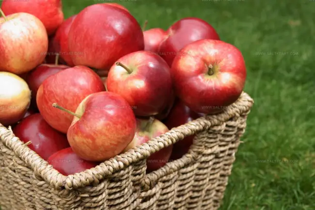 Discovery Apples