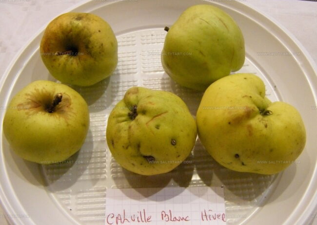 Calville Blanc Apples
