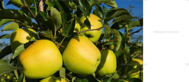 Pomme Du Limousin