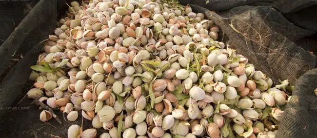 Mandorla Di Toritto
