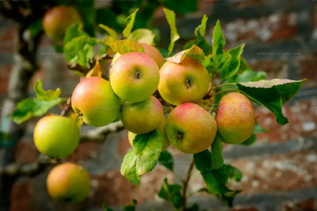 Blenheim Orange Apples