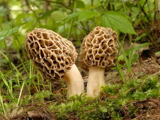 How To Prep And Cook Morels