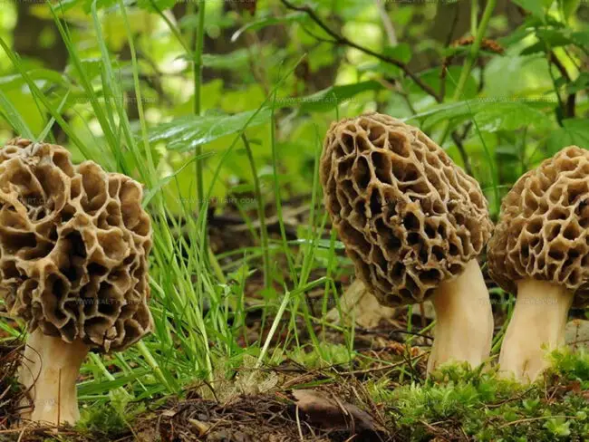 Taste Of Morel Mushrooms