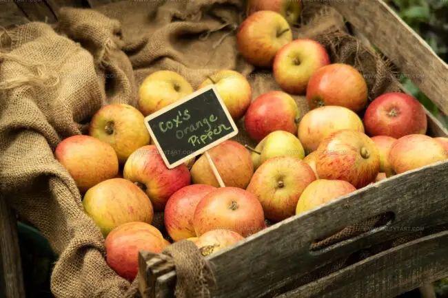 Cox'S Orange Pippin Apples