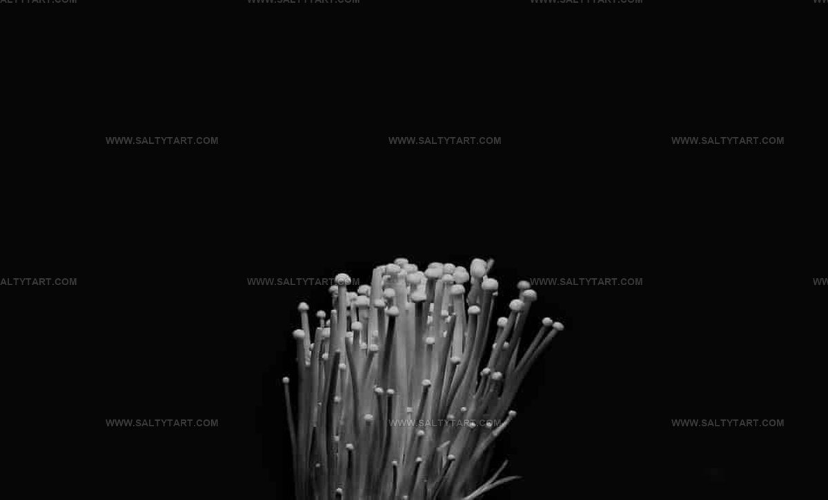 What Do Enoki Mushrooms Taste Like? The Subtle Flavor Surprise