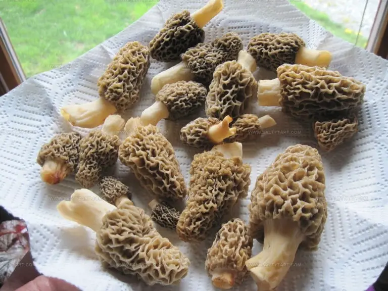 What Do Morel Mushrooms Taste Like? A Woodland Flavor Journey