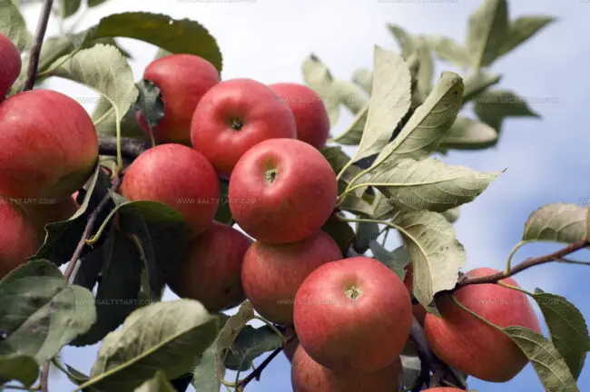 Elstar Apples