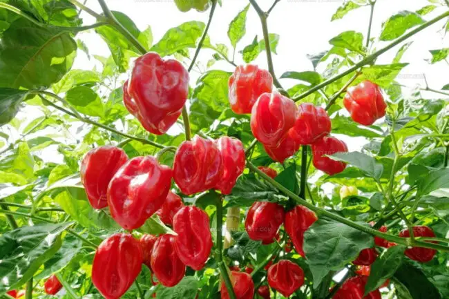 Is Color An Important Factor When Selecting A Habanero Alternative?