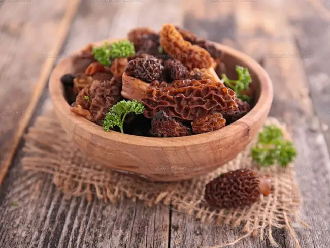 Morel Mushroom: Health Value