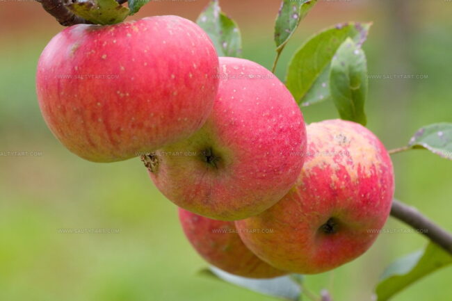 Topaz Apples